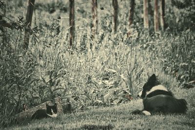 Zebras relaxing on field