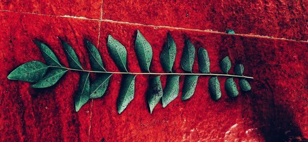 High angle view of red leaves hanging on brick wall