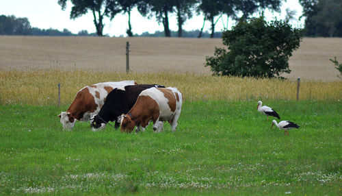 Cows in a field