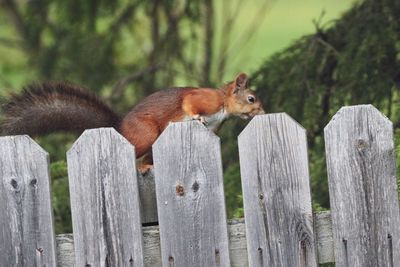 View of squirrel on wooden fence