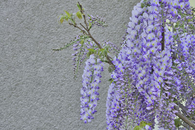 Close-up of purple flowering plants