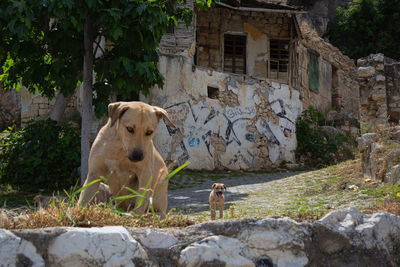 View of dog on rock against building