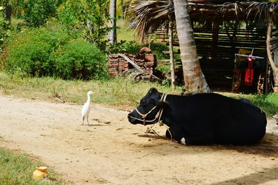 High angle view of white heron by black cow on dirt road