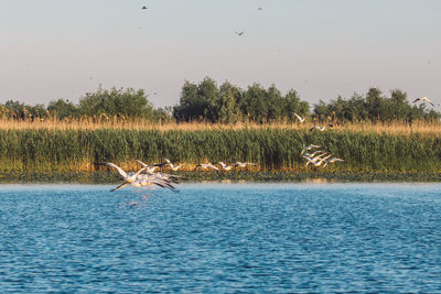 Bird flying over lake against sky