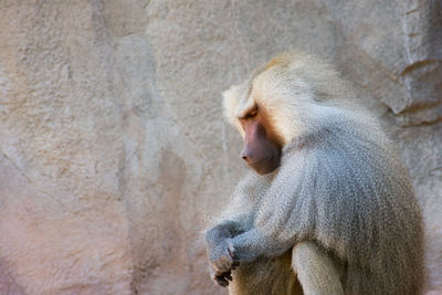 Close-up of monkey sitting against rock formation
