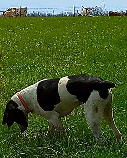 Close-up of dog on grass