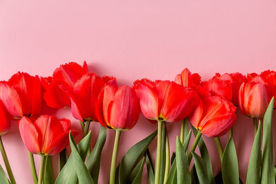 Close-up of red tulip flowers