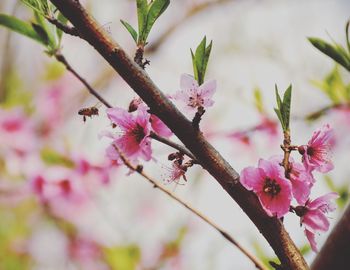 Close-up of pink peach blossoms blooming outdoors