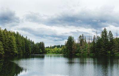 Scenic view of lake in forest against sky