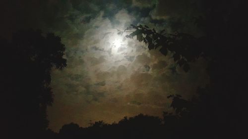 Low angle view of trees against sky at night