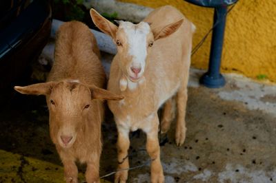 Cows standing in a field