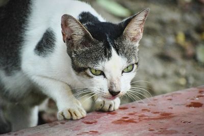 Close-up portrait of cat