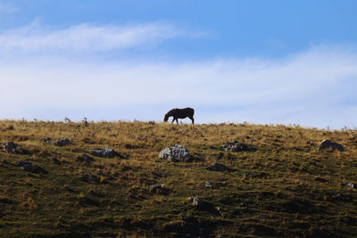 Horses in a field