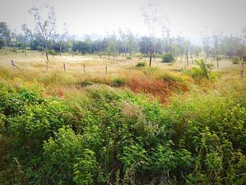 Scenic view of field against sky