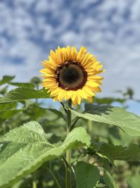 Close-up of sunflower