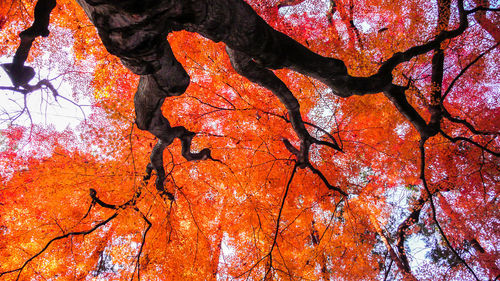 Close-up of autumnal tree