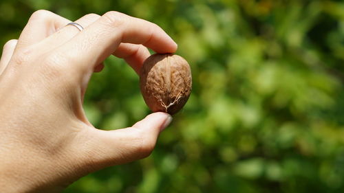 Close-up of hand holding fruit