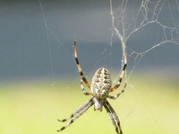 Close-up of spider web