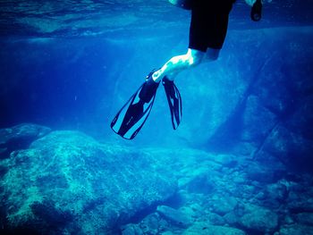 Fish swimming in sea