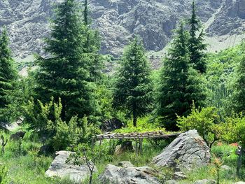 Pine trees in forest