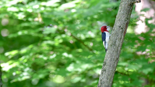 Low angle view of bird perching on tree