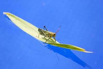 Close-up of insect on leaf