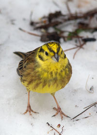 Close-up of bird perching on yellow leaf