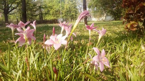 Close-up of pink crocus flowers blooming on field