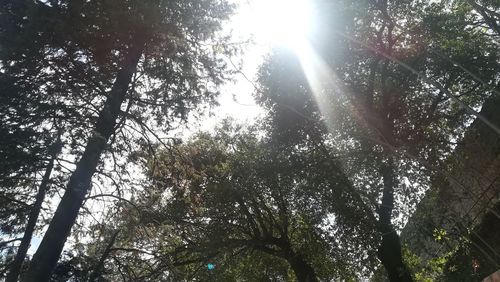 Low angle view of sunlight streaming through trees in forest