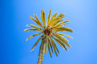 Low angle view of palm tree against clear blue sky