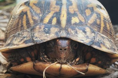 Close-up portrait of tortoise