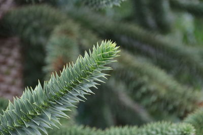 Close-up of pine leaves