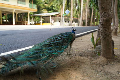 View of peacock on tree trunk