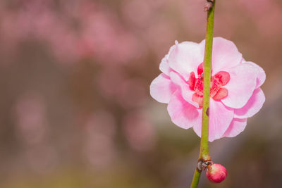 Pink flower ume japanese apricot blossoms on beautiful background. close up.