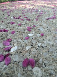 Close-up of pink flowers