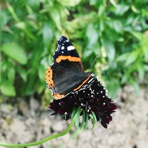 Close-up of butterfly pollinating on flower