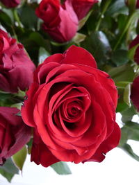 Close-up of red rose