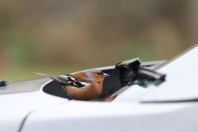 Close-up of bird perching on a car