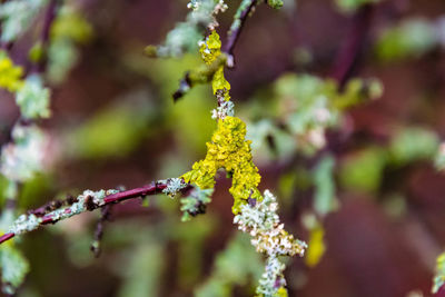 Close-up of yellow flowering plant