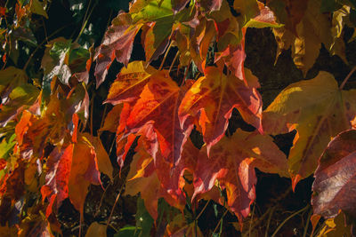 Close-up of maple leaves during autumn