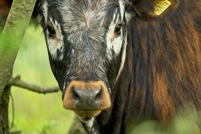 Close-up portrait of a horse