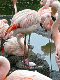 Close-up of swans in lake