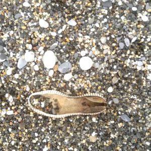 Close-up of lizard on sand at beach