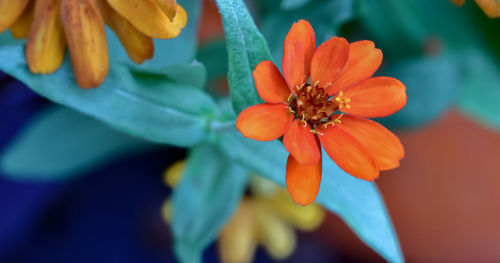 Close-up of orange flowering plant