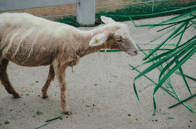 Side view of a horse on field