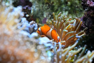 Close-up of fish swimming in sea