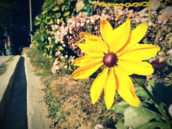 Close-up of yellow flowers blooming outdoors