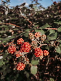 Close-up of berries growing ob bush 