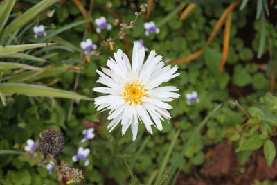 Close-up of white flowering plant