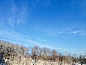 Low angle view of trees against blue sky